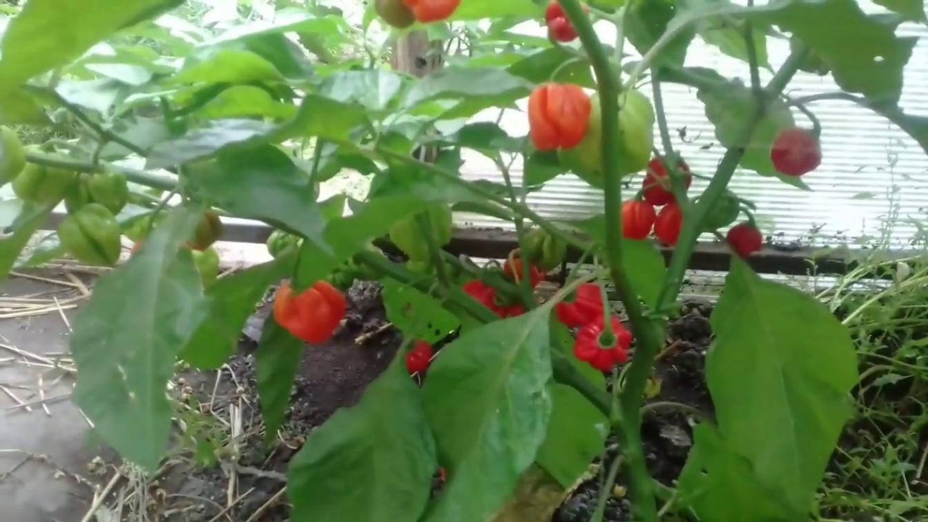 Перец Хабанеро Хабанада 2