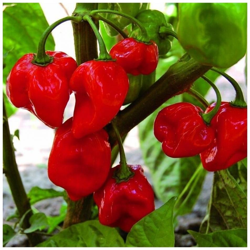 Перец Хабанеро красный (Habanero Red) 2
