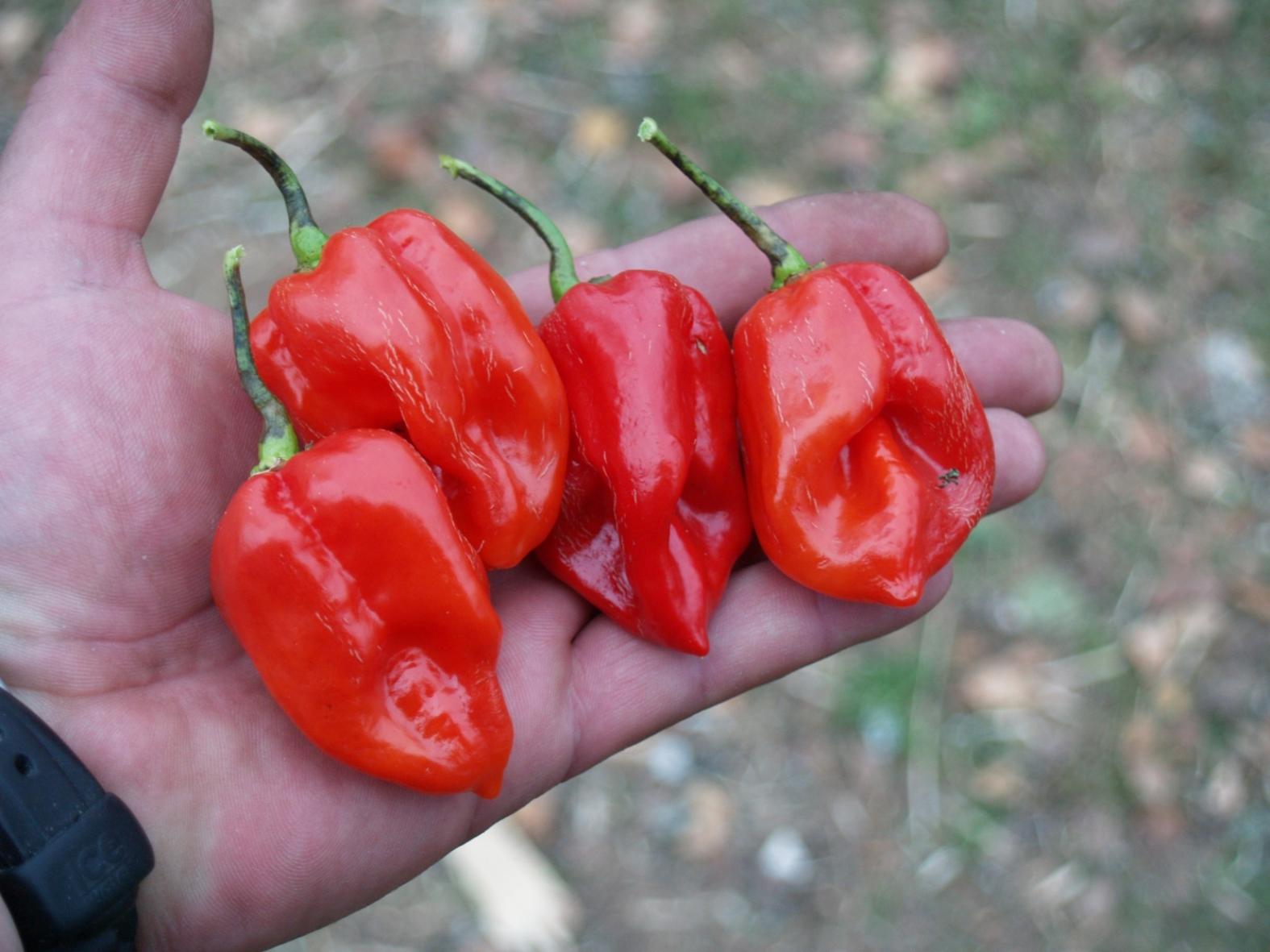 Перец Хабанеро красный (Habanero Red) 3