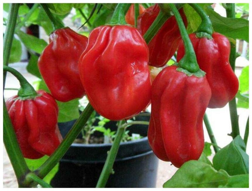 Перец Хабанеро красный (Habanero Red) 4