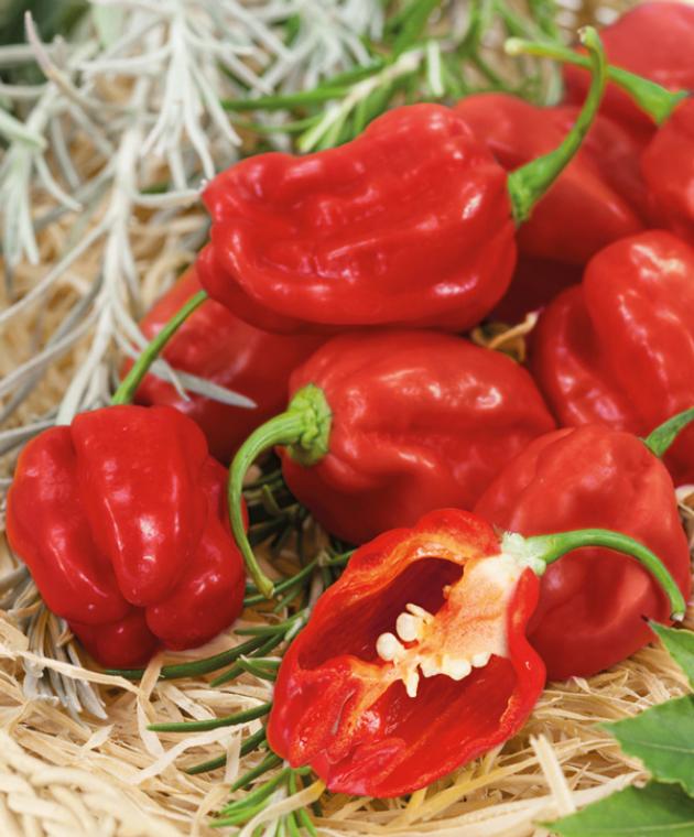 Перец Хабанеро красный (Habanero Red) 5