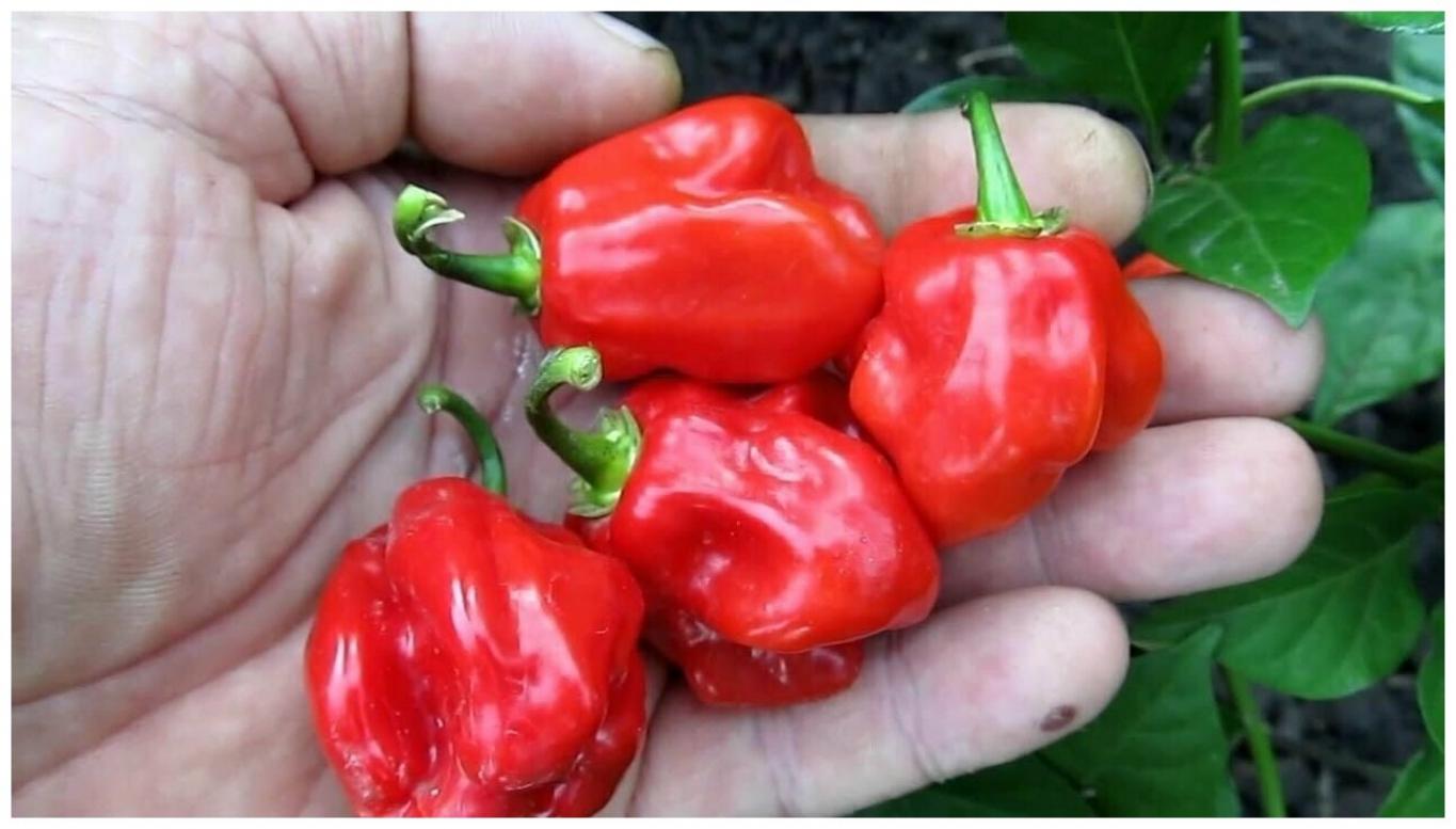 Перец Хабанеро красный (Habanero Red)