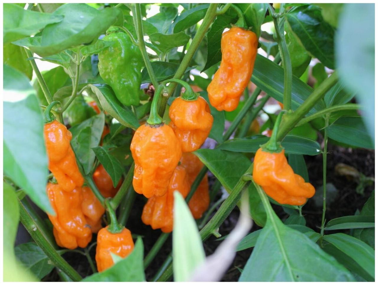 Перец Хабанеро оранжевый (Habanero Orange) 3