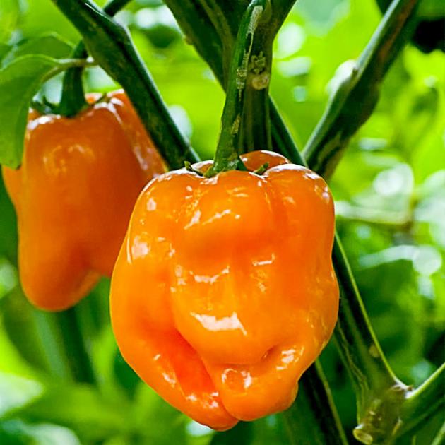 Перец Хабанеро оранжевый (Habanero Orange) 4