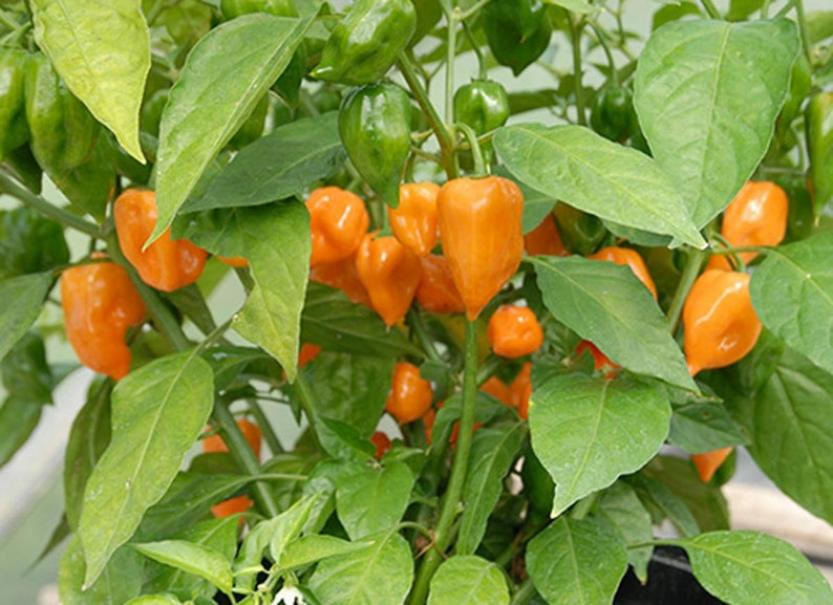 Перец Хабанеро оранжевый (Habanero Orange) 5
