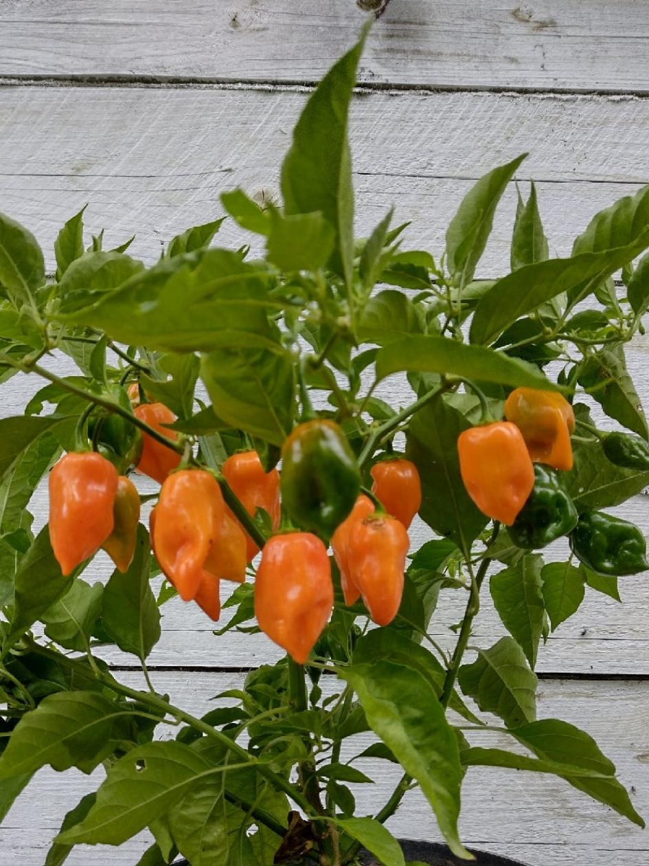 Перец Хабанеро оранжевый (Habanero Orange) 6