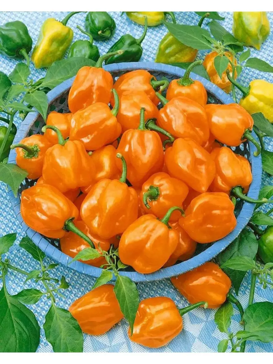 Перец Хабанеро оранжевый (Habanero Orange)