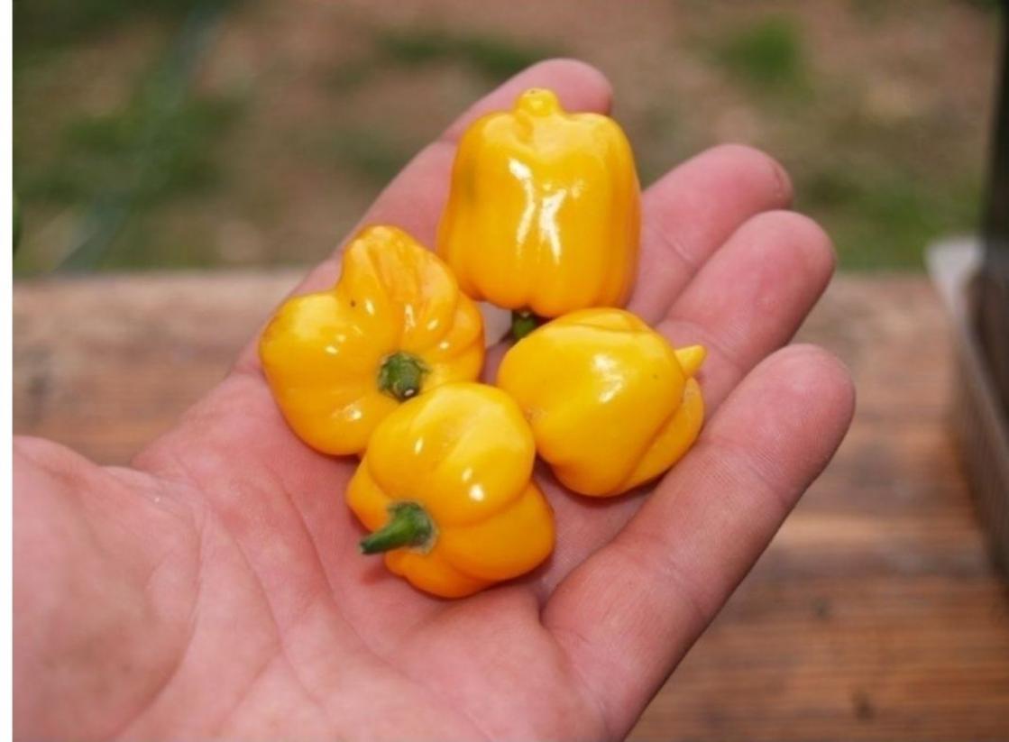 Перец Хабанеро желтый (Habanero Yellow) 2