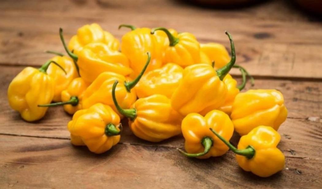 Перец Хабанеро желтый (Habanero Yellow) 3