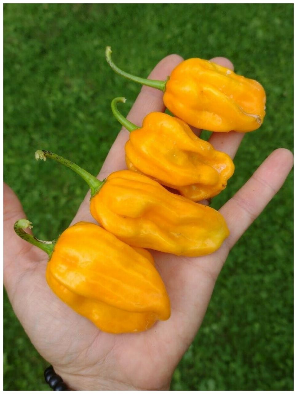 Перец Хабанеро желтый (Habanero Yellow)