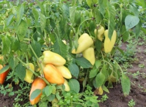 Перец Хаски