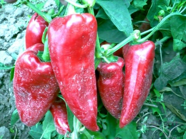 Перец Китайская стена 4