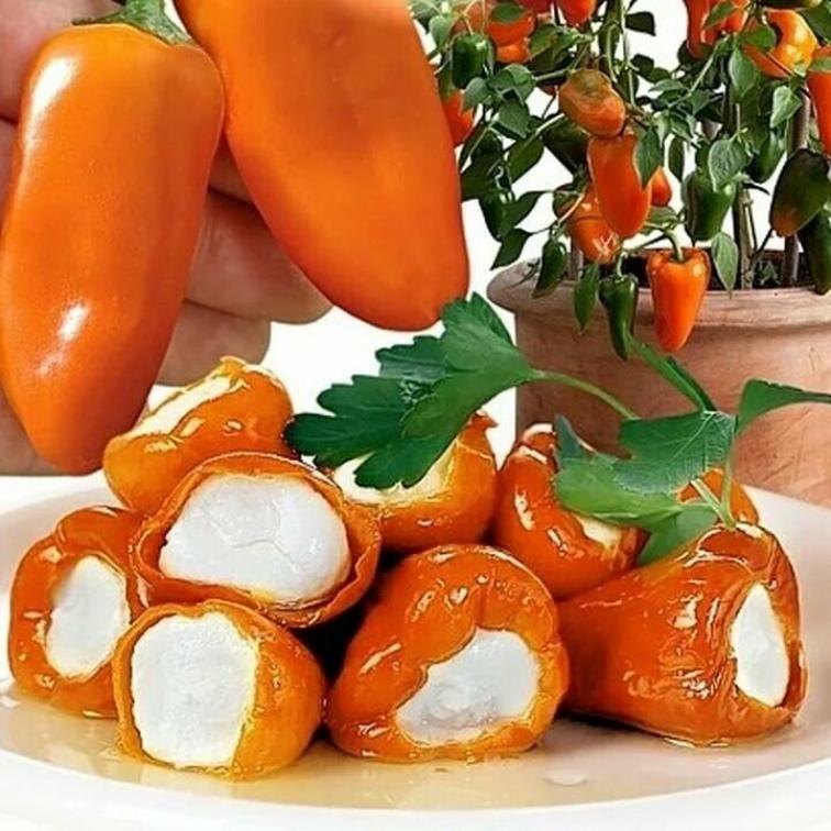 Перец Клара