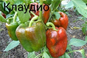 Перец Клаудио