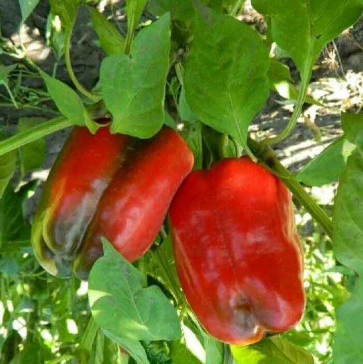 Перец Красные сапожки