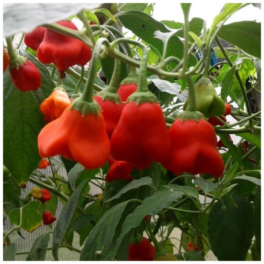Перец Красный колокольчик 3