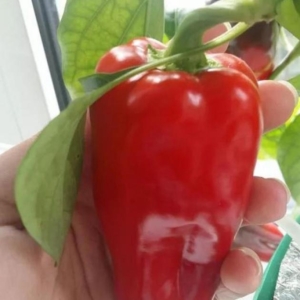 Перец Кузя