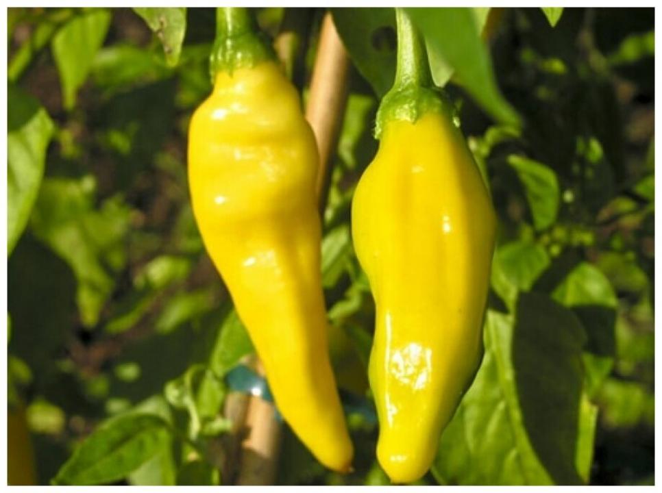 Перец Лемон Дроп (Lemon Drop) 4