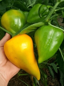 Перец Леся жёлтая