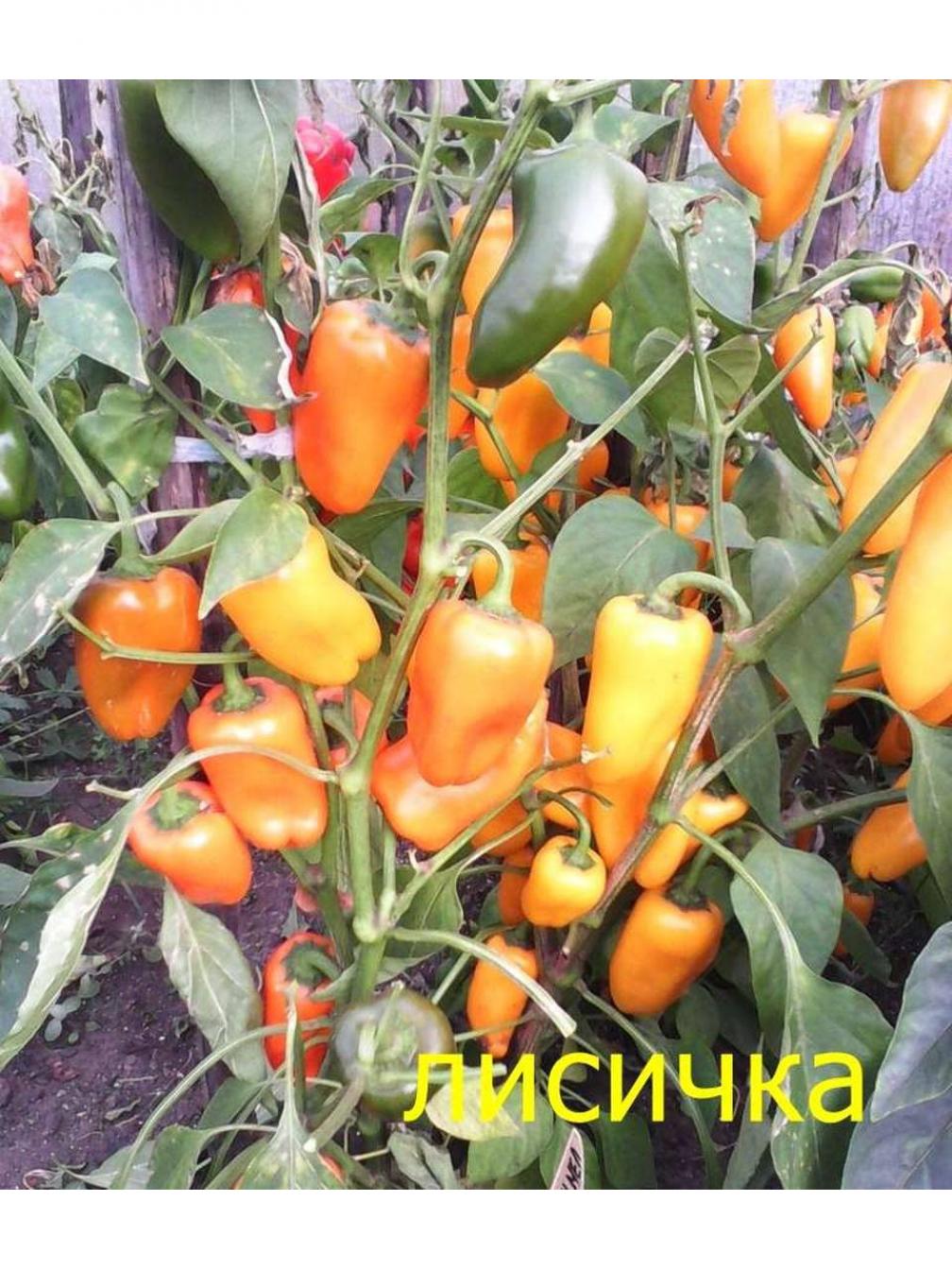 Перец Лисичка желтая 2
