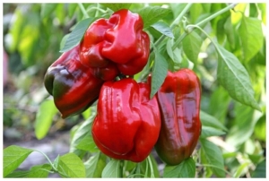 Перец Любимчик