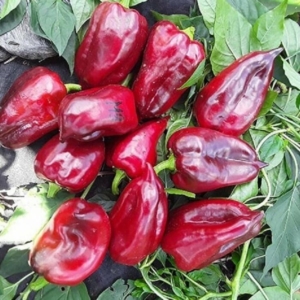 Перец Мачо (сладкий)