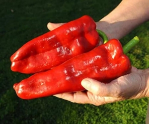 Перец Маркони