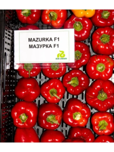 Перец Мазурка