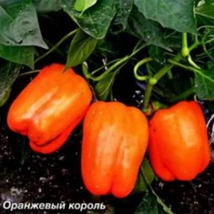 Перец Оранжевый король