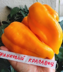 Перец Оранжевый красавец