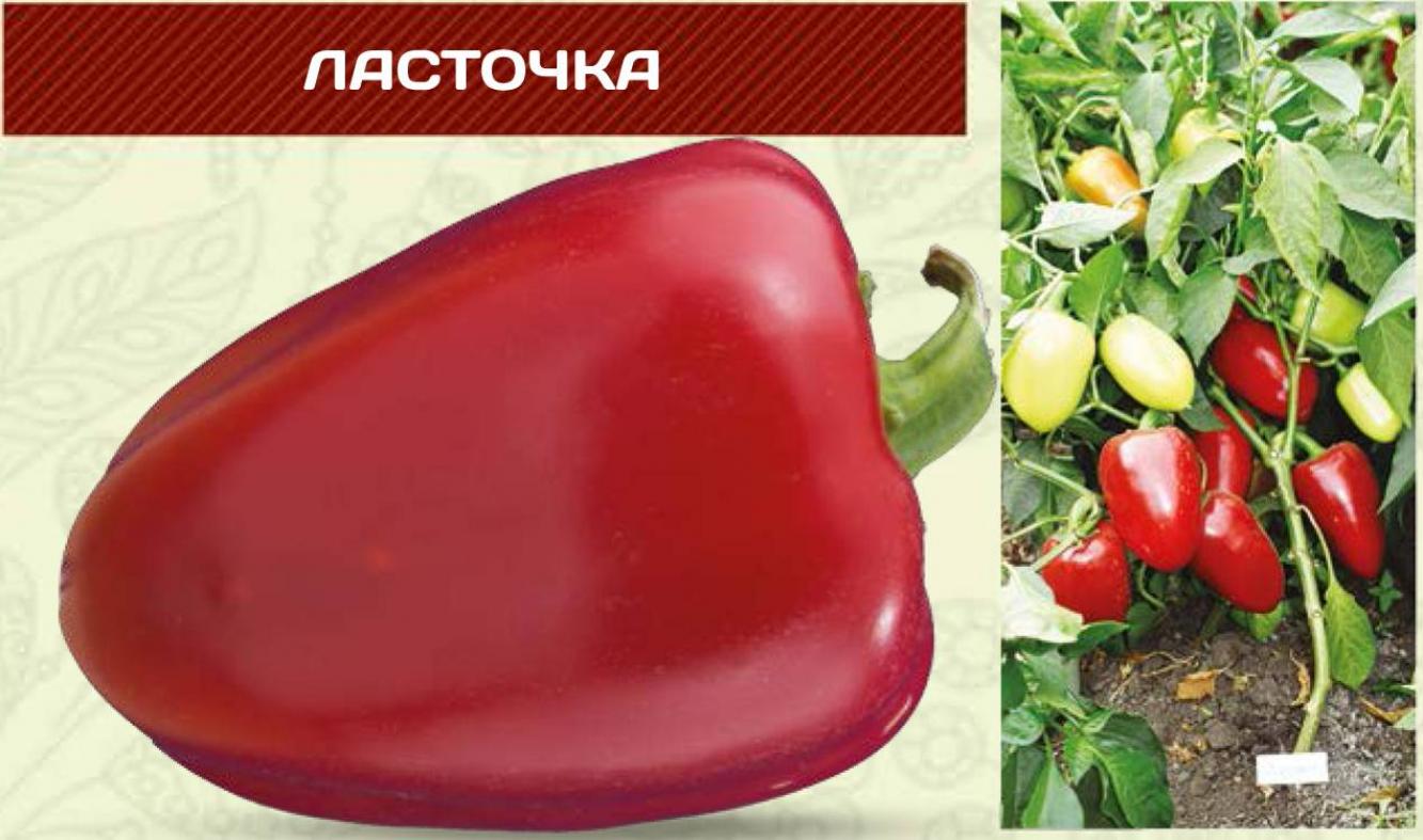 Перец Первая ласточка 2