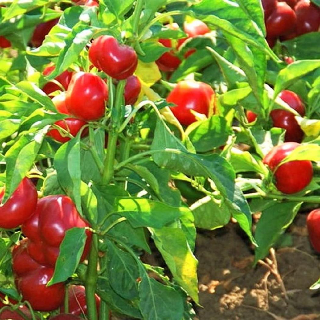 Перец Пикантная вишня 3