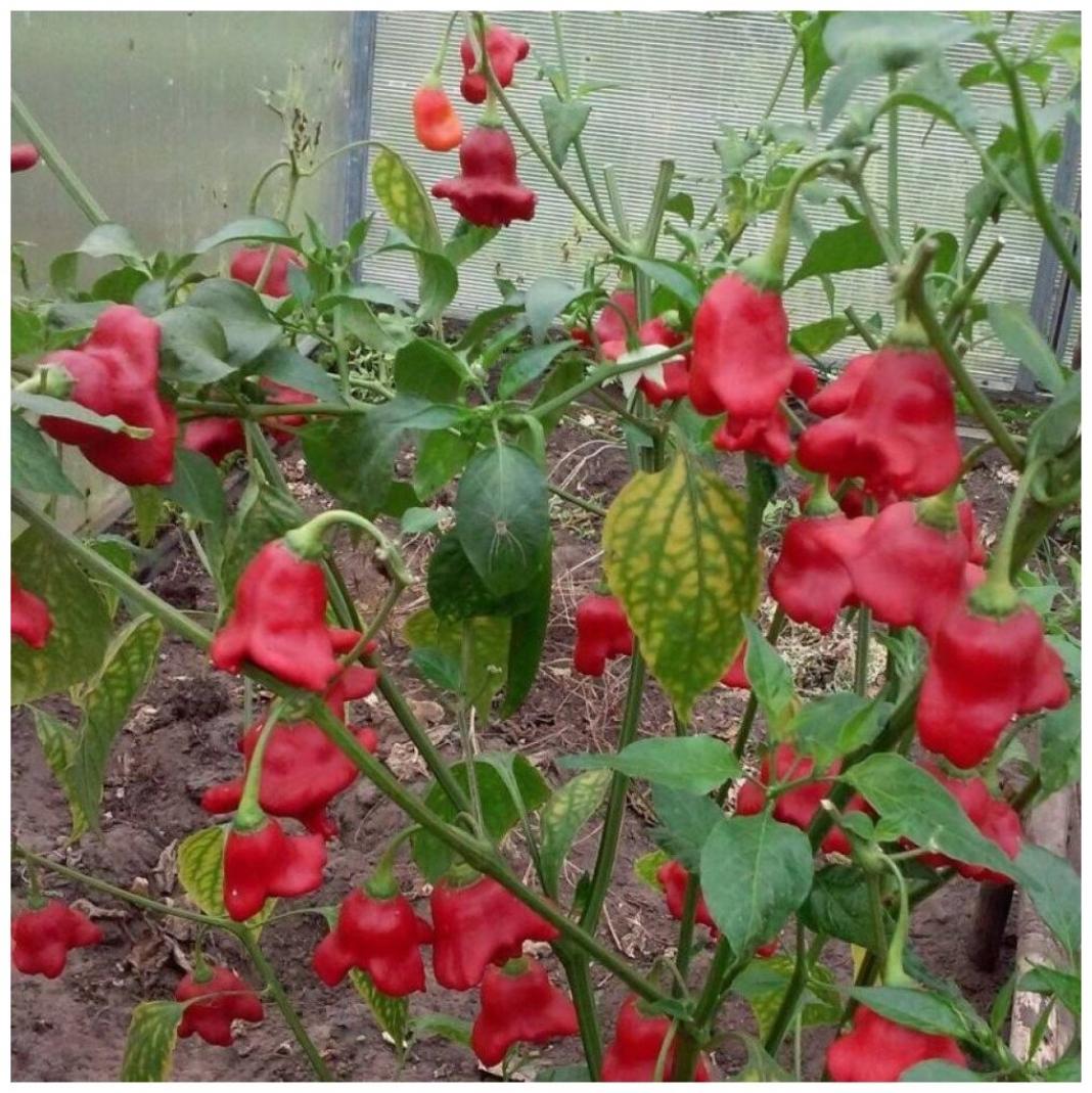 Перец Пикантный колокольчик 3