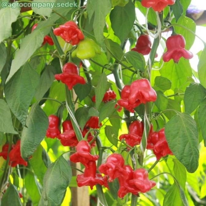 Перец Пикантный колокольчик 4