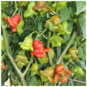 Перец Пикантный колокольчик