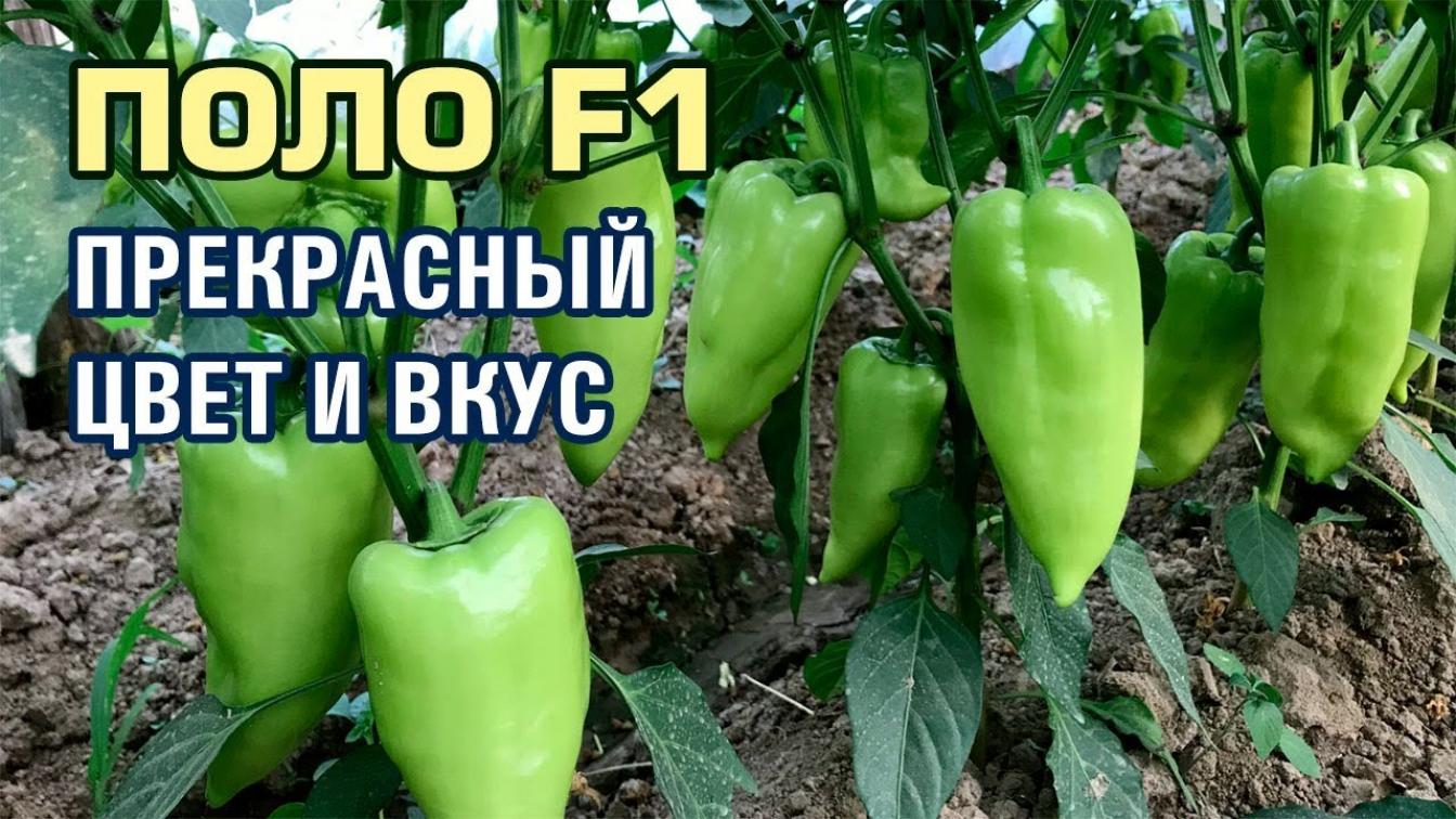 Перец Поло 2