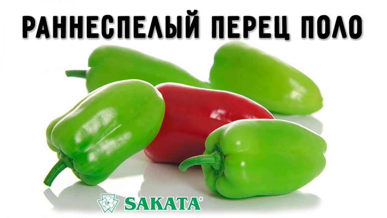 Перец Поло