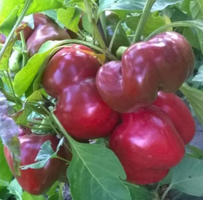 Перец Притавит