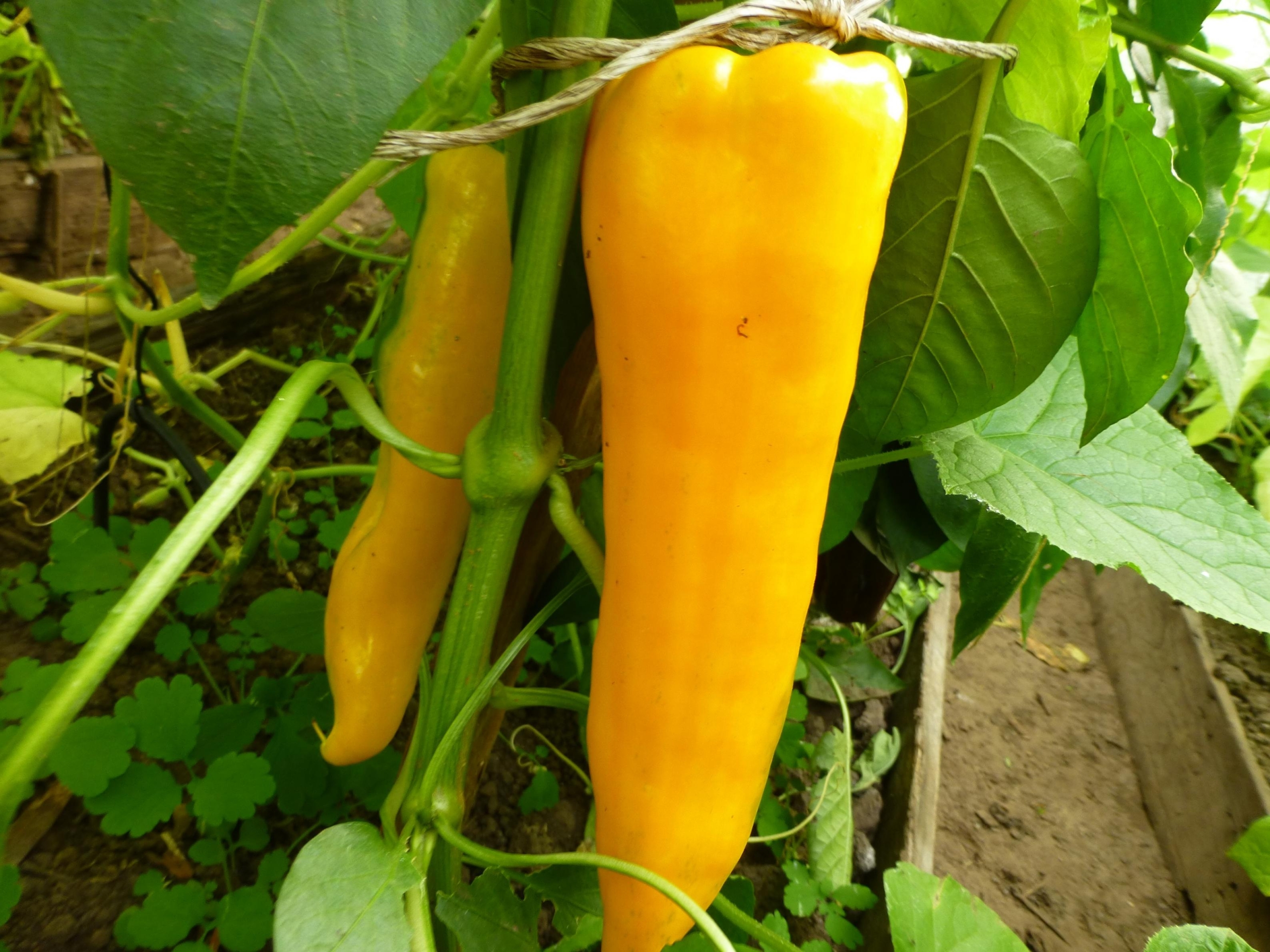 Перец Рамиро желтый 3