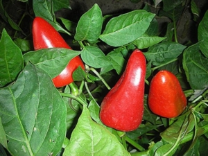 Перец Ранняя птаха