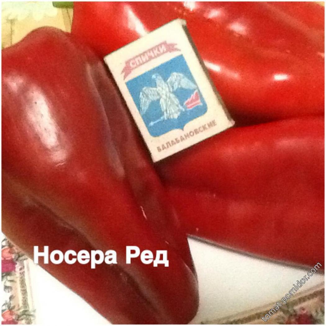 Перец Ред Носера 4