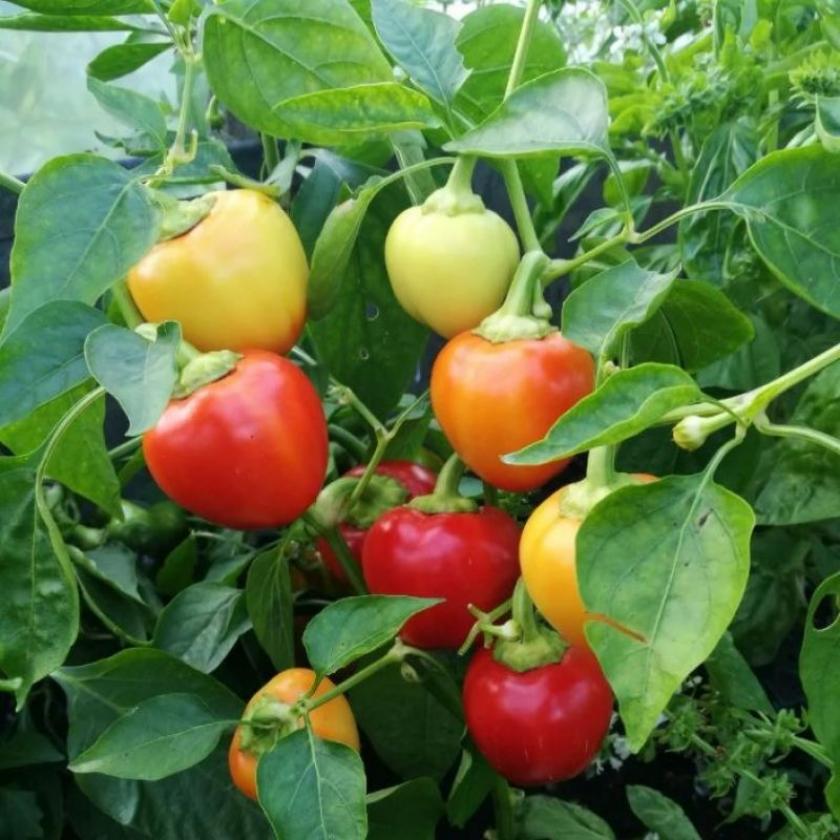 Перец Рубиновое ожерелье