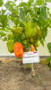 Перец Рыжий кот