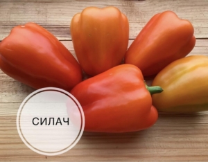 Перец Силач