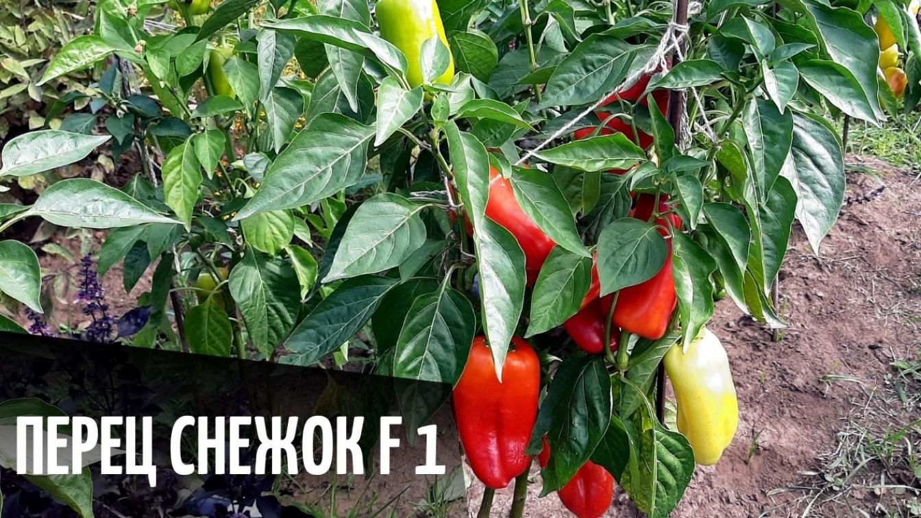 Перец Снежок 2