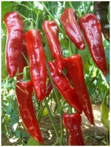 Перец Софийская капия