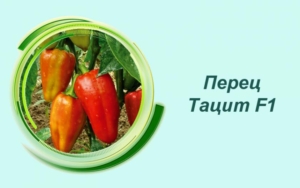 Перец Тацит