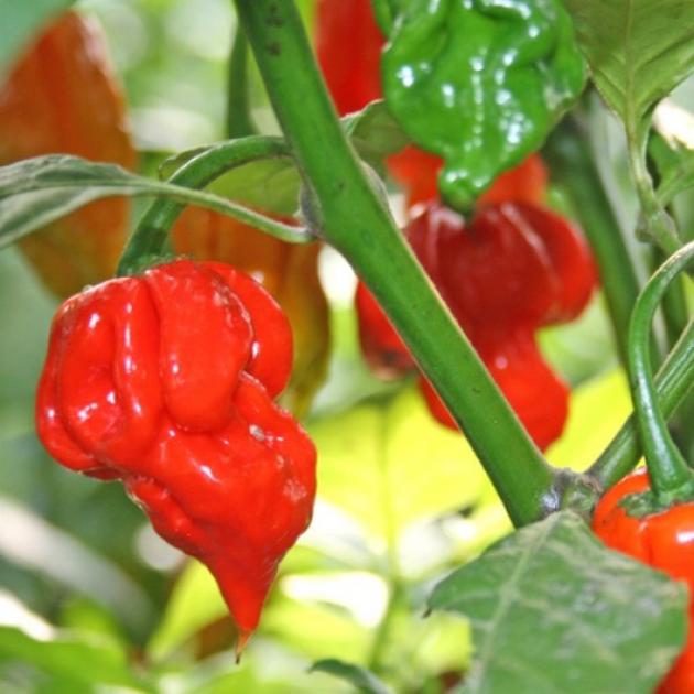 Перец Тринидад Скорпион красный 4