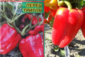 Перец Тритон