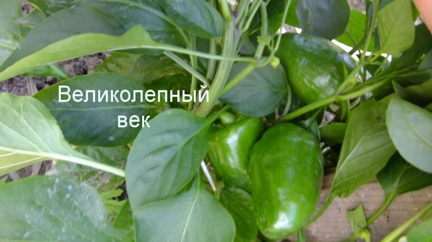 Перец Великолепный Век 2